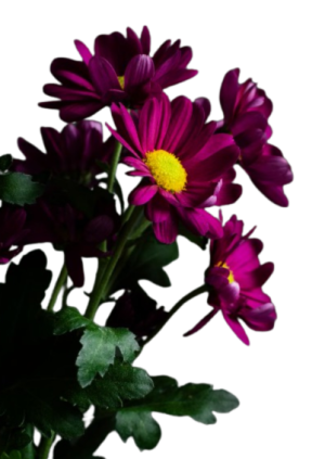 Untitled design (81)